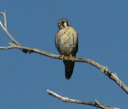 Falco sparverius Animal